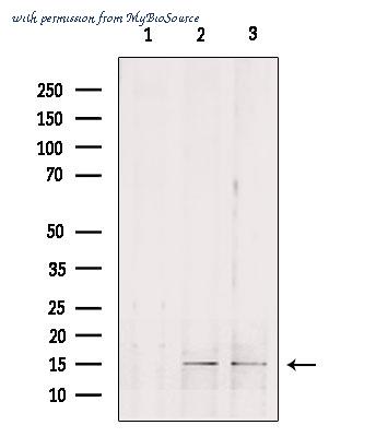 MyBioSource MBS9609388 image 1