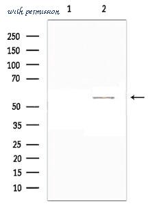 MyBioSource MBS9609461 image 1
