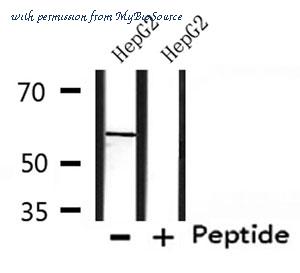 MyBioSource MBS9609461 image 2
