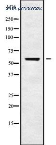 MyBioSource MBS9609461 image 3