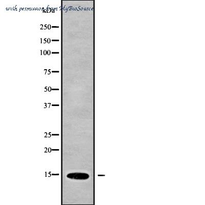 MyBioSource MBS9609642 image 1