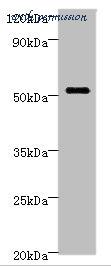 MyBioSource MBS968854 image 1