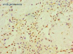 MyBioSource MBS968854 image 2