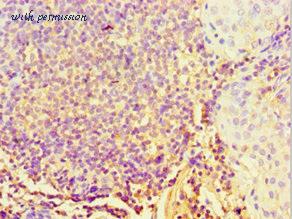 MyBioSource MBS968854 image 3