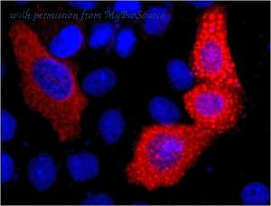 MyBioSource MBS9700230 image 1