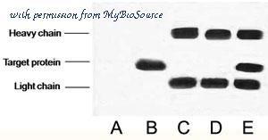 MyBioSource MBS9700230 image 2