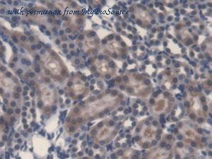 MyBioSource MBS2012794 image 2