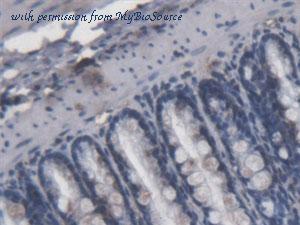 MyBioSource MBS2012794 image 3