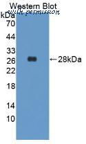 MyBioSource MBS2025651 image 2