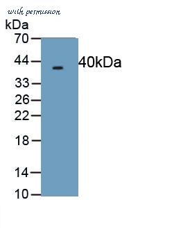 MyBioSource MBS2025685 image 1