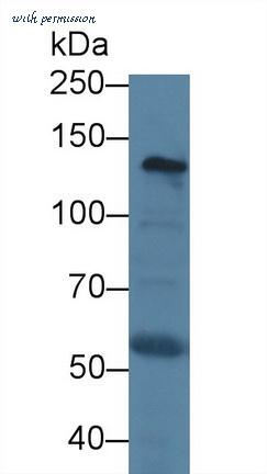 MyBioSource MBS2025685 image 2