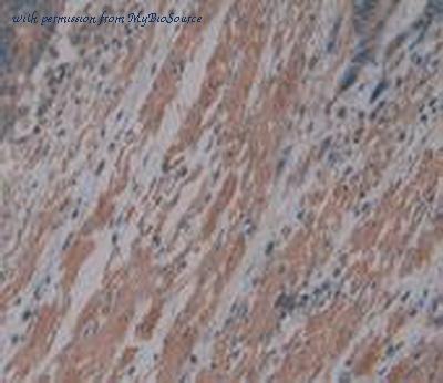 MyBioSource MBS2025685 image 3