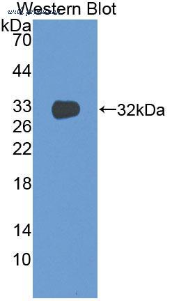 MyBioSource MBS2025716 image 1