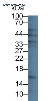 MyBioSource MBS2025794 image 1