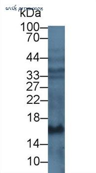 MyBioSource MBS2025794 image 2