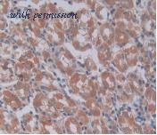 MyBioSource MBS2025794 image 3