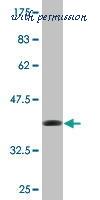 MyBioSource MBS644389 image 1
