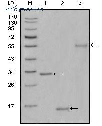 MyBioSource MBS850259 image 1