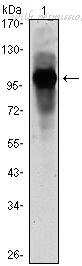 MyBioSource MBS850286 image 1