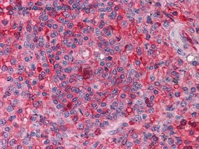 MyBioSource MBS850286 image 2
