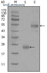 MyBioSource MBS850417 image 1