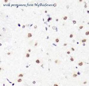 MyBioSource MBS126220 image 3