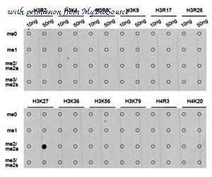 MyBioSource MBS126234 image 2