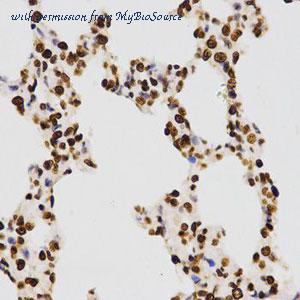 MyBioSource MBS126234 image 3