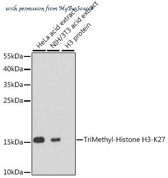 MyBioSource MBS126239 image 1