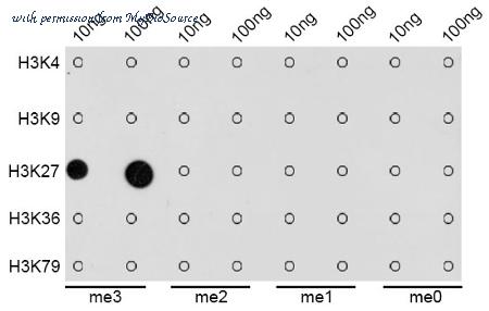 MyBioSource MBS126239 image 2