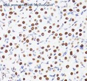 MyBioSource MBS126239 image 3