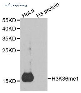 MyBioSource MBS126245 image 1