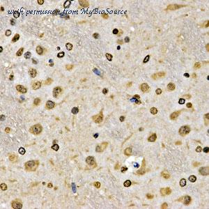 MyBioSource MBS126245 image 3