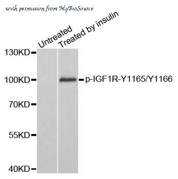 MyBioSource MBS128324 image 1