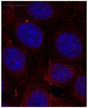 MyBioSource MBS128324 image 2