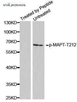MyBioSource MBS128512 image 1