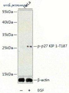 MyBioSource MBS128516 image 1
