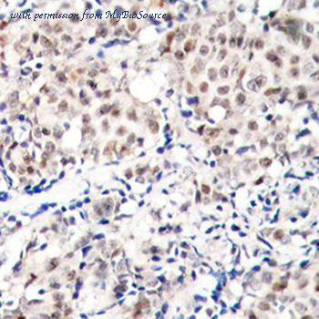 MyBioSource MBS128516 image 2