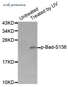 MyBioSource MBS128547 image 1