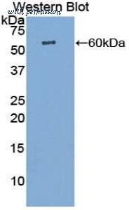MyBioSource MBS2002931 image 1