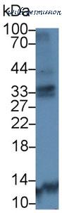 MyBioSource MBS2002931 image 2