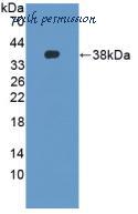 MyBioSource MBS2005685 image 1