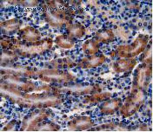 MyBioSource MBS2005685 image 3