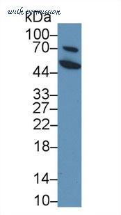 MyBioSource MBS2006262 image 2