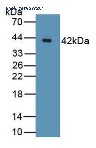 MyBioSource MBS2026035 image 1