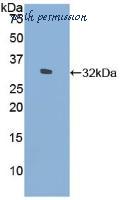 MyBioSource MBS2026155 image 1