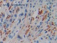 MyBioSource MBS2026155 image 2