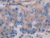 MyBioSource MBS2026155 image 3