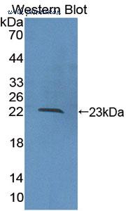 MyBioSource MBS2027058 image 2