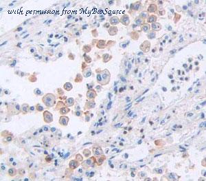 MyBioSource MBS2027058 image 3